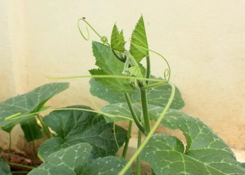 The pumpkin Stock Photos