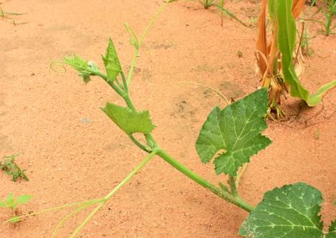 The pumpkin Stock Photos