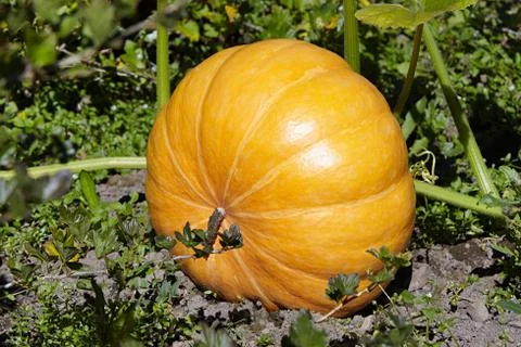 Pumpkin Stock Photos