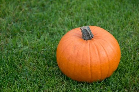 Pumpkin Stock Photos