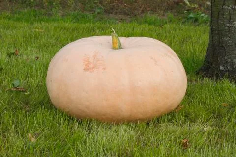 Pumpkin Stock Photos