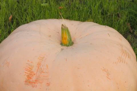 Pumpkin Stock Photos