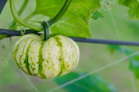 Pumpkin 스톡 사진