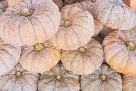 Pumpkin Stock Photos