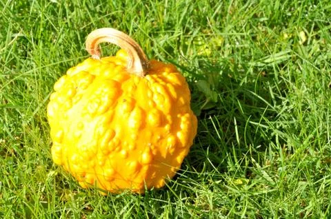 Pumpkin Stock Photos