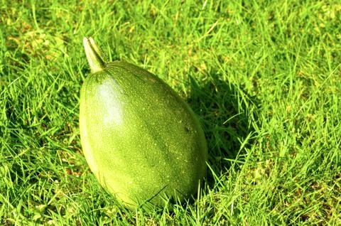 Pumpkin Stock Photos