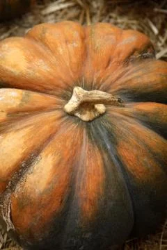 Pumpkin Stock Photos