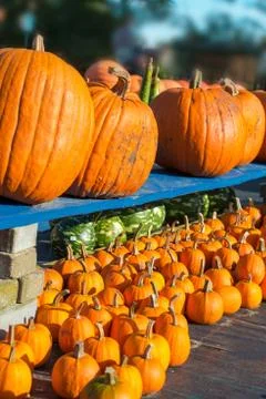 Pumpkin Stock Photos