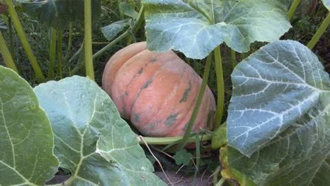 Pumpkin Stock Photos