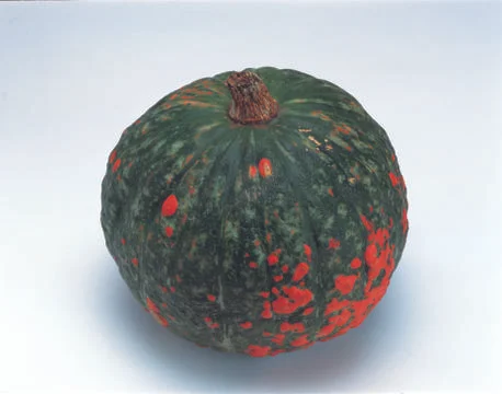 Pumpkin Stock Photos