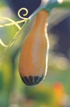 Pumpkin Stock Photos