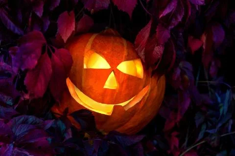 Pumpkin Stock Photos