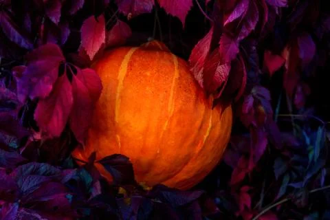 Pumpkin Stock Photos