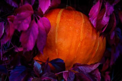 Pumpkin Stock Photos