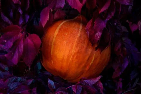 Pumpkin Stock Photos