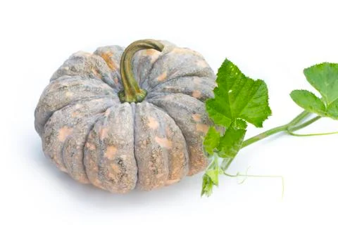 Pumpkin Stock Photos