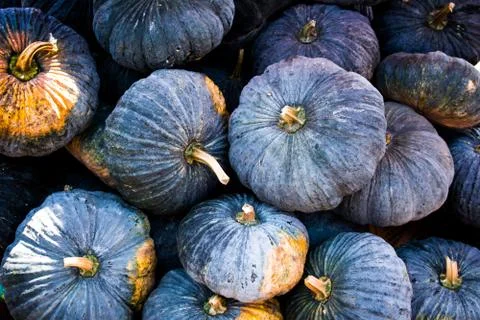 Pumpkin Stock Photos