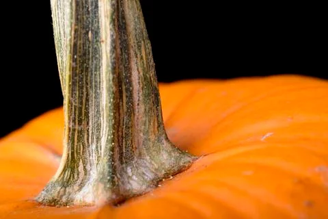 Pumpkin Stock Photos