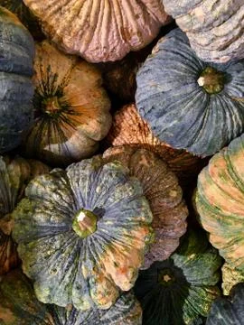 Pumpkin 스톡 사진
