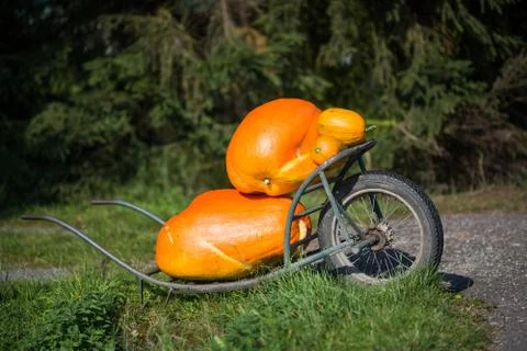 Pumpkin Stock Photos