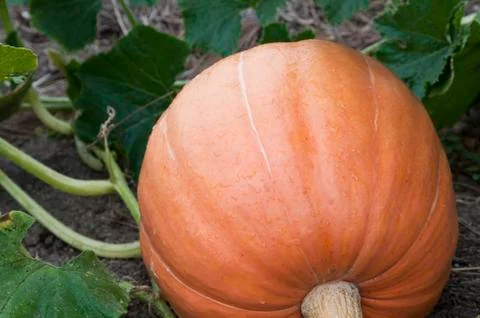 Pumpkin Stock Photos