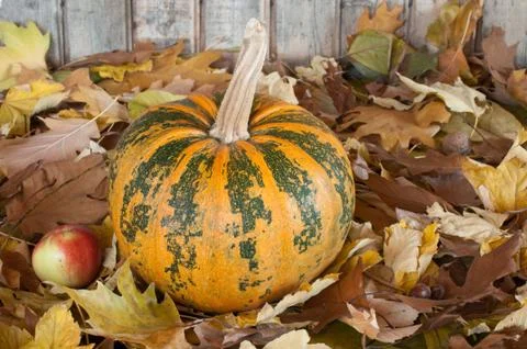 Pumpkin Stock Photos