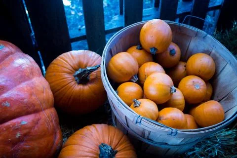 Pumpkin Stock Photos