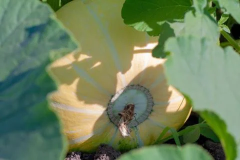 Pumpkin Stock Photos