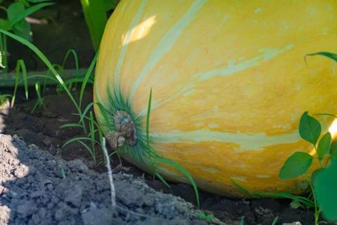 Pumpkin Stock Photos