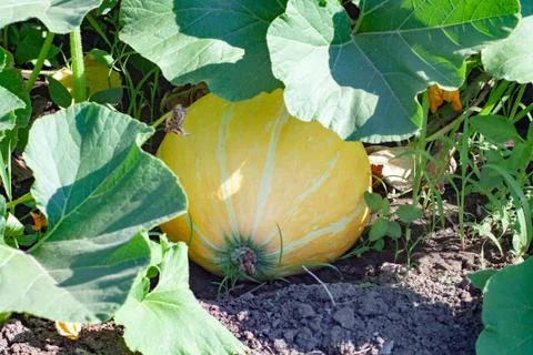 Pumpkin Stock Photos