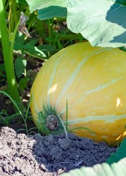 Pumpkin Stock Photos