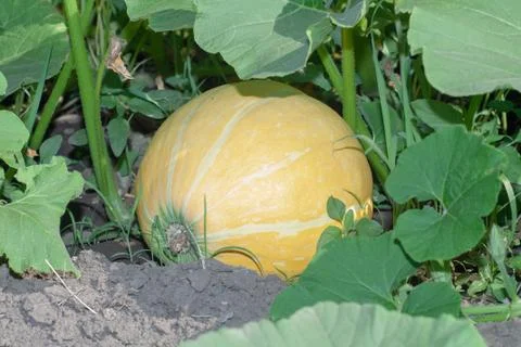 Pumpkin Stock Photos