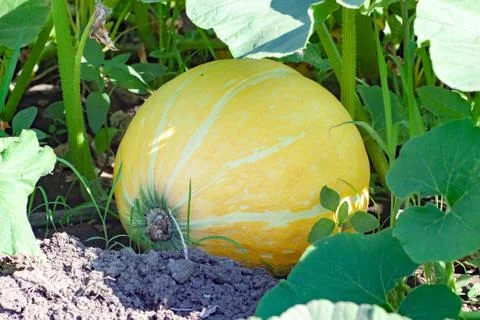 Pumpkin Stock Photos