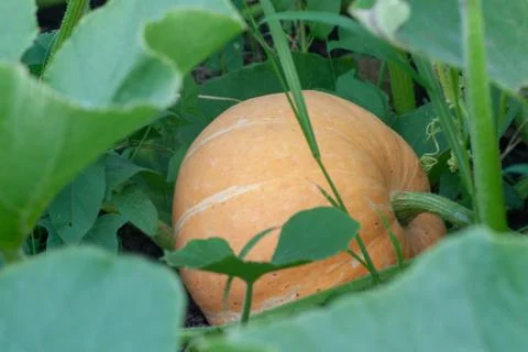 Pumpkin Stock Photos