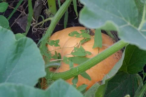 Pumpkin Stock Photos