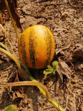 PUMPKIN Stock Photos