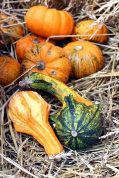 Pumpkin Stock Photos