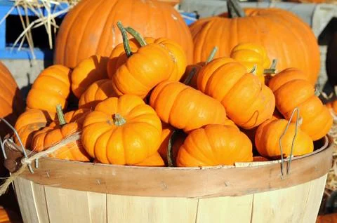 Pumpkin Stock Photos