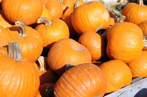Pumpkin Stock Photos