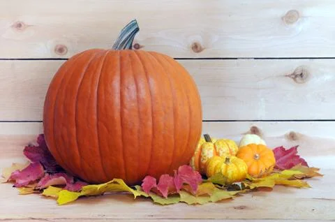Pumpkin Stock Photos