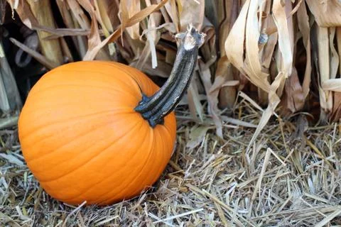 Pumpkin Stock Photos