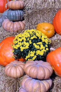 Pumpkin Stock Photos