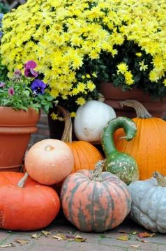 Pumpkin Stock Photos