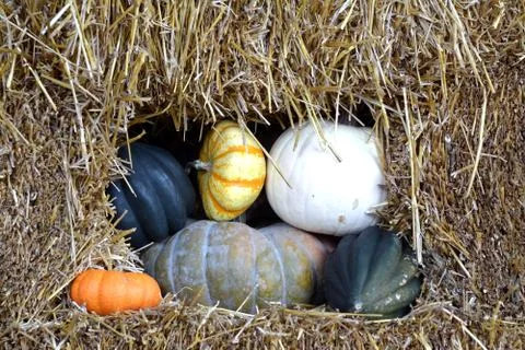 Pumpkin Stock Photos