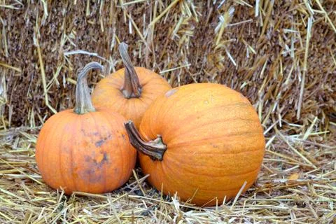 Pumpkin Stock Photos