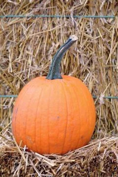 Pumpkin Stock Photos
