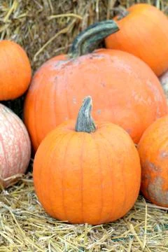 Pumpkin Stock Photos