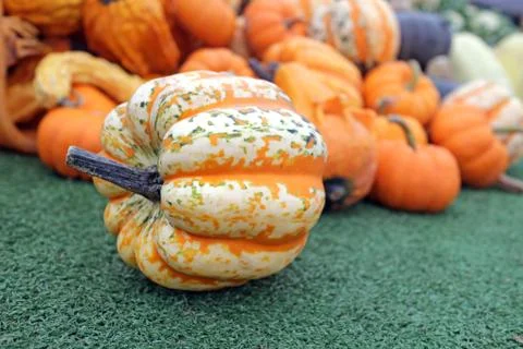 Pumpkin Stock Photos