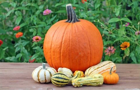 Pumpkin Stock Photos
