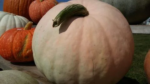 Pumpkin Stock Photos